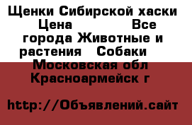 Щенки Сибирской хаски › Цена ­ 18 000 - Все города Животные и растения » Собаки   . Московская обл.,Красноармейск г.